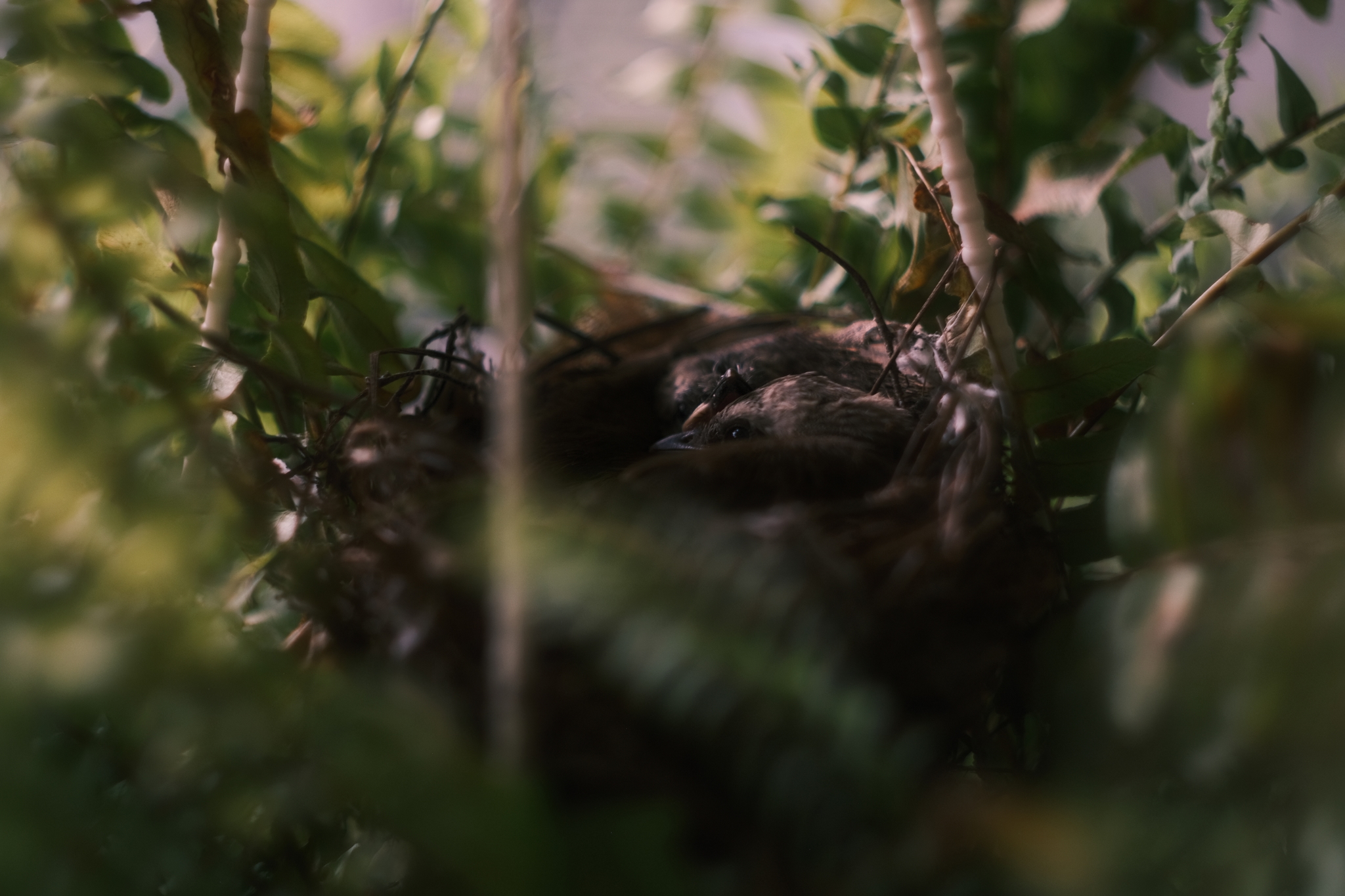 Bird